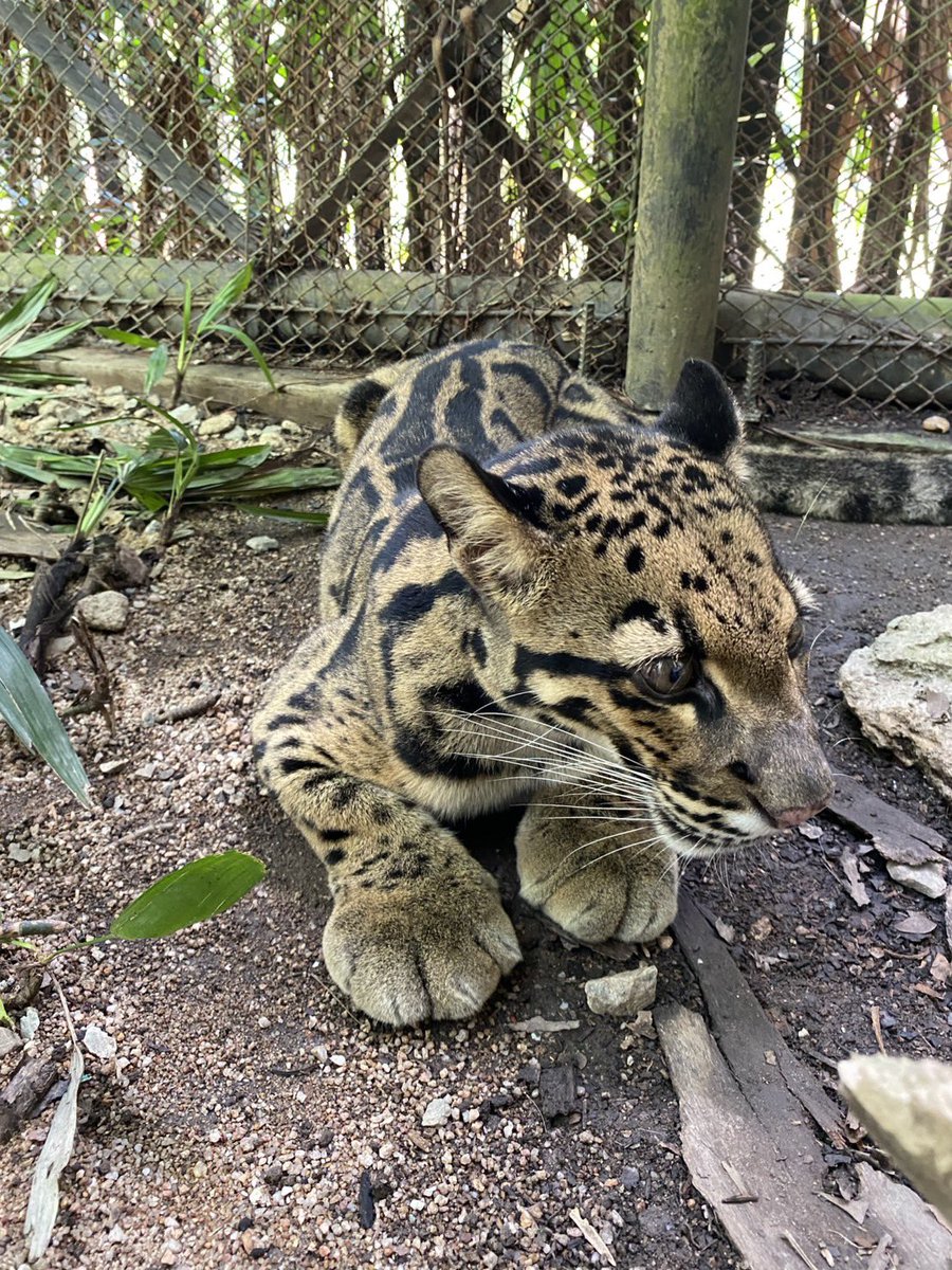 KhaokheowZoo's tweet photo. โฟกัส 🐾เท้า ก่อนเลย ใหญ่มาก น้องน่ารักเดินแล้วมีเสียง ปิบปิบ ปะ  🤭  🐆❤️

#น้องหนึ่ง #เสือลายเมฆ #สวนสัตว์เปิดเขาเขียว https://t.co/FLOSOB1WCc