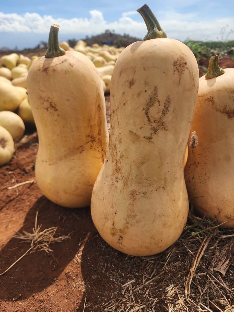 cmulongo254's tweet photo. butter nuts for sale 45ksh per kgs . https://t.co/7EDmgZdYrO