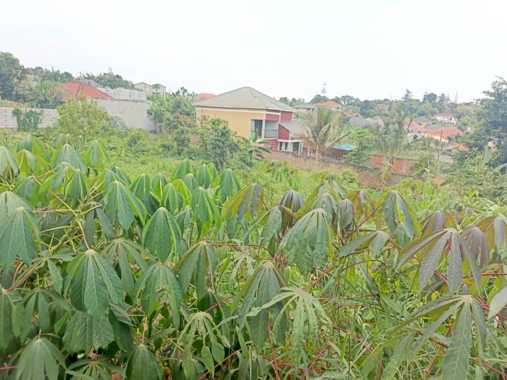 Jspropetyestete's tweet photo. QUICK SALE 
38 DECIMALS 
TITLED LAND 
  FOR SALE 

 LOCATION 
SEETA -NAMIRYANGO 
 OFF JINJA RD 

■serene environment
■power and water at site

SELLING PRICE 
125m UGX 

📱 *📲☎📞* 
FOR MORE INFORMATION 
call or WHATSAPP....
0742097811
0781284033 
0702605562 https://t.co/qXaVF1gIKH