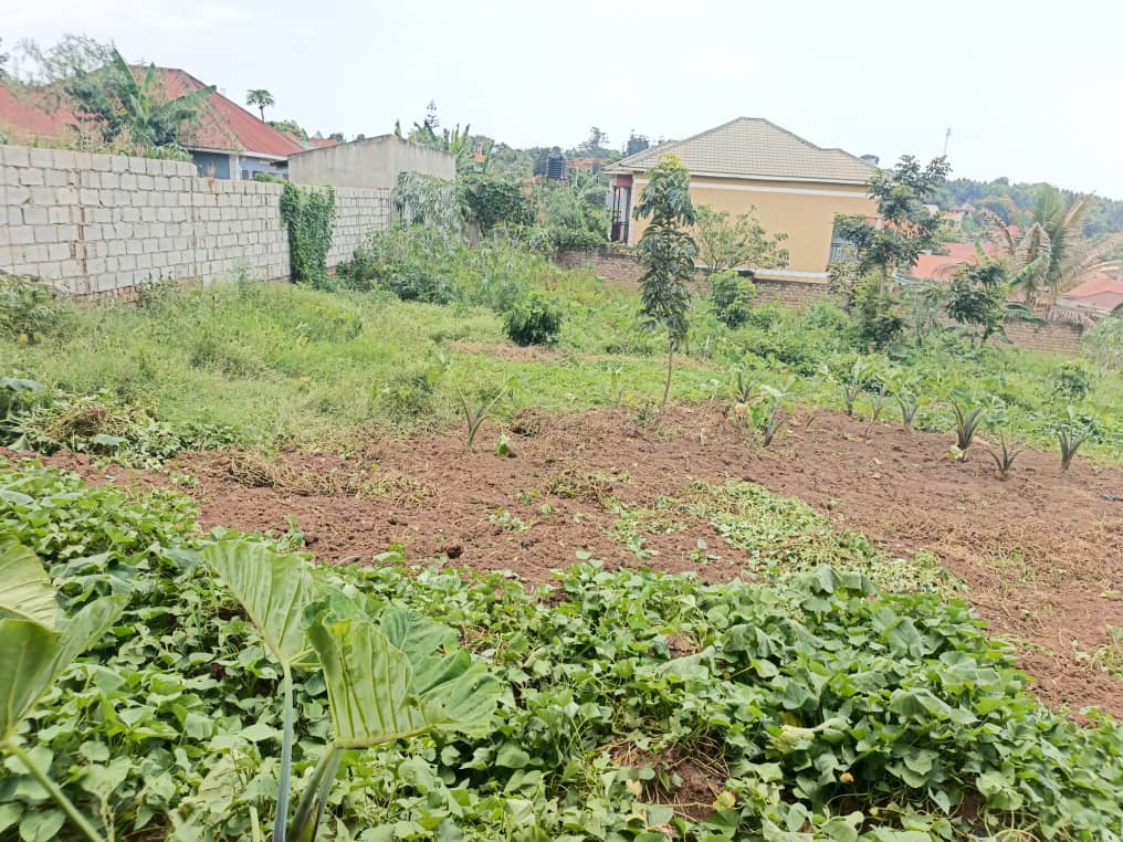 Jspropetyestete's tweet photo. QUICK SALE 
38 DECIMALS 
TITLED LAND 
  FOR SALE 

 LOCATION 
SEETA -NAMIRYANGO 
 OFF JINJA RD 

■serene environment
■power and water at site

SELLING PRICE 
125m UGX 

📱 *📲☎📞* 
FOR MORE INFORMATION 
call or WHATSAPP....
0742097811
0781284033 
0702605562 https://t.co/qXaVF1gIKH