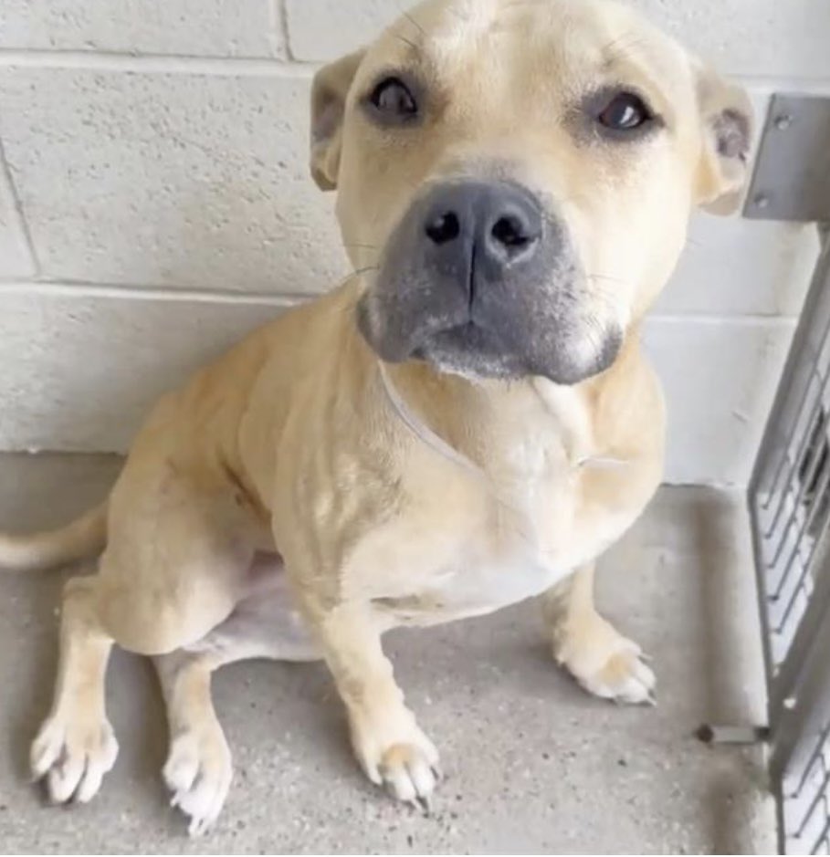 PawsnTails4TX's tweet photo. 🎉💞🐾Adorable DOTTIE has a hold! A sweet girl who will soon be enjoying more days of sunshine and being outside! Thank you all for helping her 🙏More details to follow as I receive them! 
Congrats DOTTIE 🎉🎉
Houston #TX https://t.co/kOLIctTYtj