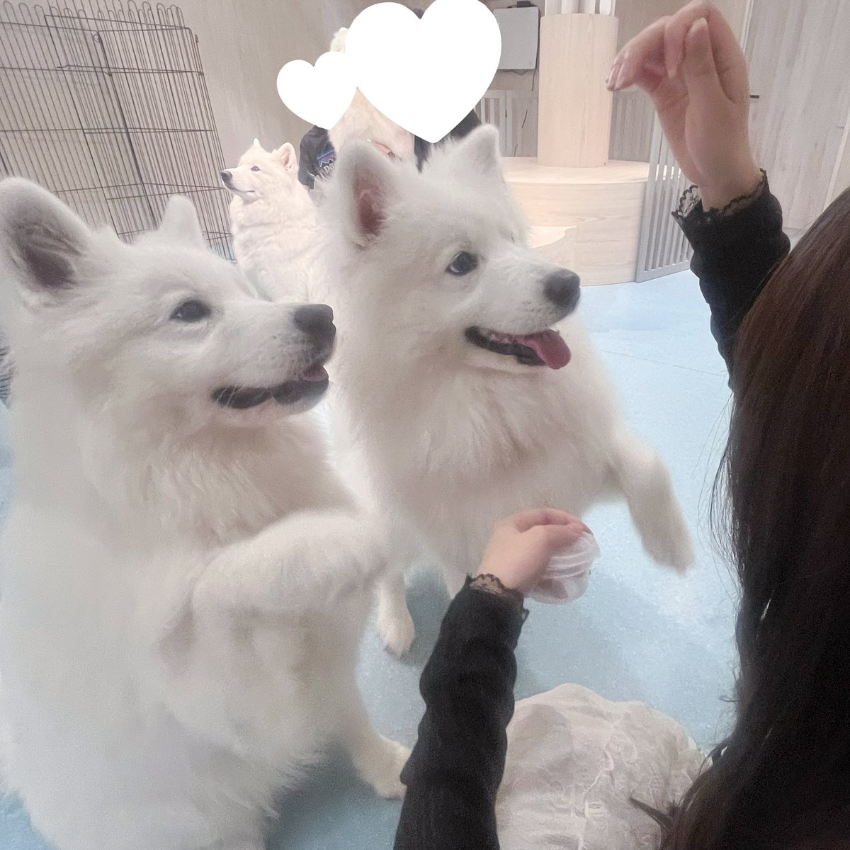 noel_cure's tweet photo. ♡6月後半♡
18日  18-23
21日   19-23  🎀新妻イベ
23日   18-22
25日   18-23
30日   18-22  ルナリエ🌙 https://t.co/mHpagbt3Qp