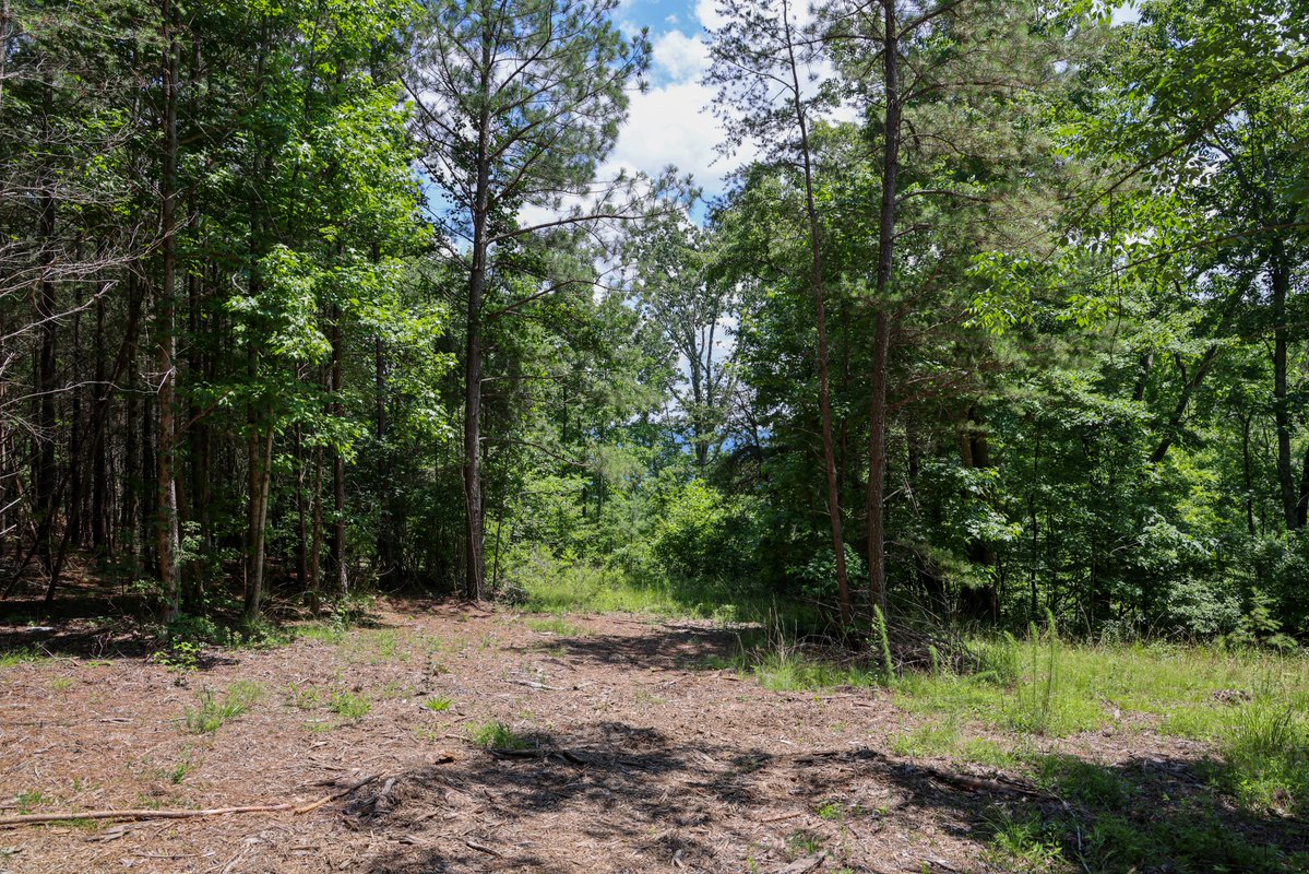 rivergorgeranch's tweet photo. Lot 2284 features rectangular property lines close to a River View bluff. This property resides at 1.74 acres of Tennessee mountain land littered with Oaks, Maples, and Poplar trees! Mature Pine trees offer a wall of privacy from your neighbors!
Curious about our other interior homesites? Use the link below to get our sales map and talk to a Land Specialist! Hope to see you soon!
https://t.co/x4BkbHYa8S