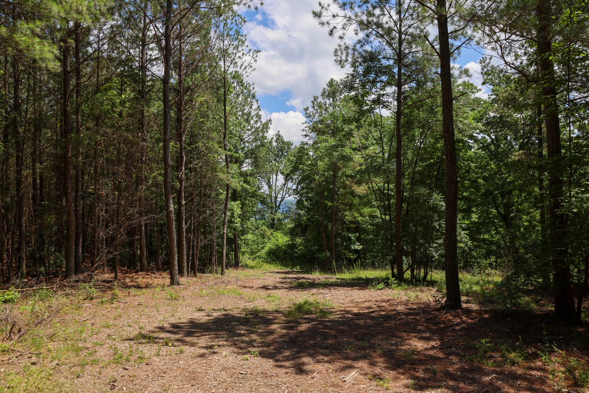 rivergorgeranch's tweet photo. Lot 2284 features rectangular property lines close to a River View bluff. This property resides at 1.74 acres of Tennessee mountain land littered with Oaks, Maples, and Poplar trees! Mature Pine trees offer a wall of privacy from your neighbors!
Curious about our other interior homesites? Use the link below to get our sales map and talk to a Land Specialist! Hope to see you soon!
https://t.co/x4BkbHYa8S