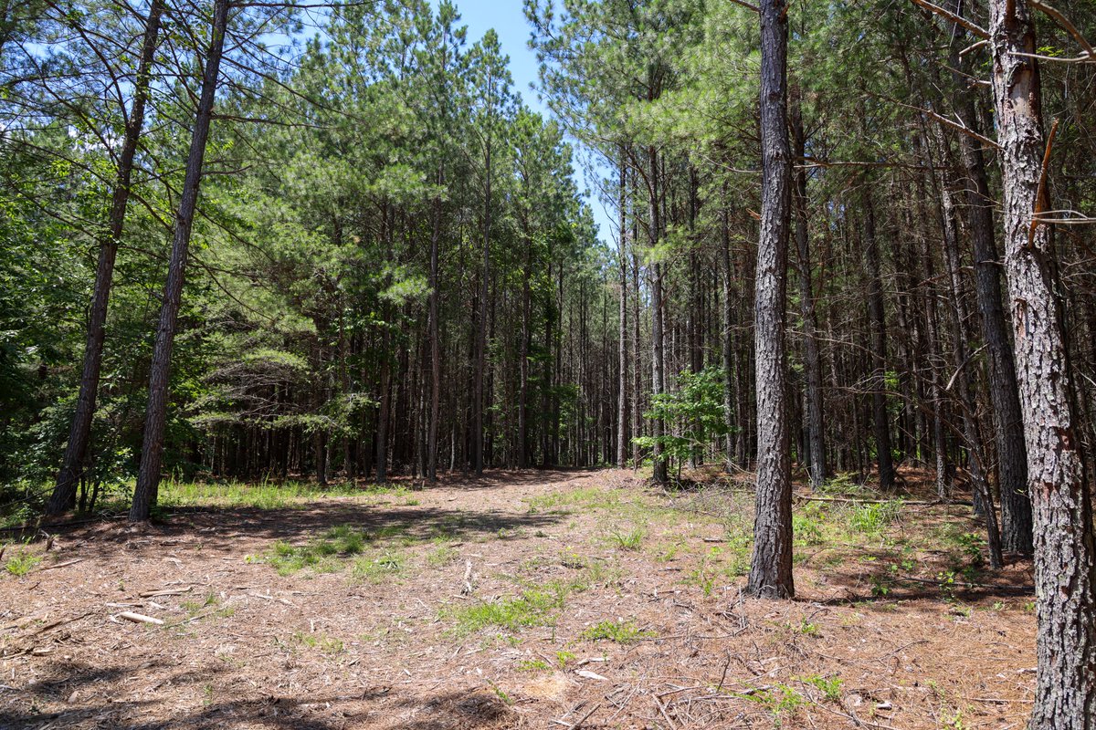 rivergorgeranch's tweet photo. Lot 2284 features rectangular property lines close to a River View bluff. This property resides at 1.74 acres of Tennessee mountain land littered with Oaks, Maples, and Poplar trees! Mature Pine trees offer a wall of privacy from your neighbors!
Curious about our other interior homesites? Use the link below to get our sales map and talk to a Land Specialist! Hope to see you soon!
https://t.co/x4BkbHYa8S