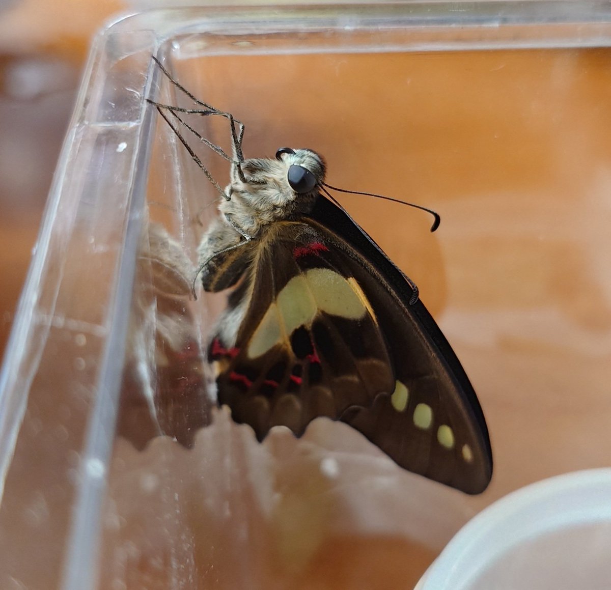 Sima6464's tweet photo. アオスジアゲハが5匹羽化しました。🦋
今年初のアオスジアゲハの羽化になります。
卵を拾って来たのが、5月前半だったと思うので、もう1ヶ月半くらいたったということですね。時間が経つのは早いですね。
改めて見るとナミアゲハとは違う方向で綺麗ですね���️
#ナミアゲハ
#アオスジアゲハ
#蝶 https://t.co/xpfDkpqIWs