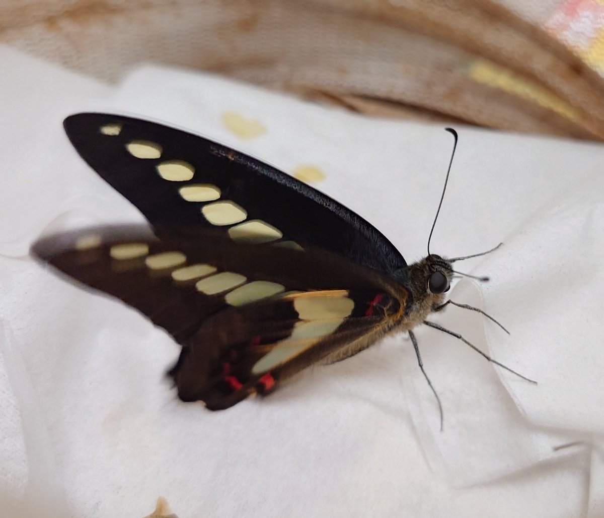 Sima6464's tweet photo. アオスジアゲハが5匹羽化しました。🦋
今年初のアオスジアゲハの羽化になります。
卵を拾って来たのが、5月前半だったと思うので、もう1ヶ月半くらいたったということですね。時間が経つのは早いですね。
改めて見るとナミアゲハとは違う方向で綺麗ですね���️
#ナミアゲハ
#アオスジアゲハ
#蝶 https://t.co/xpfDkpqIWs