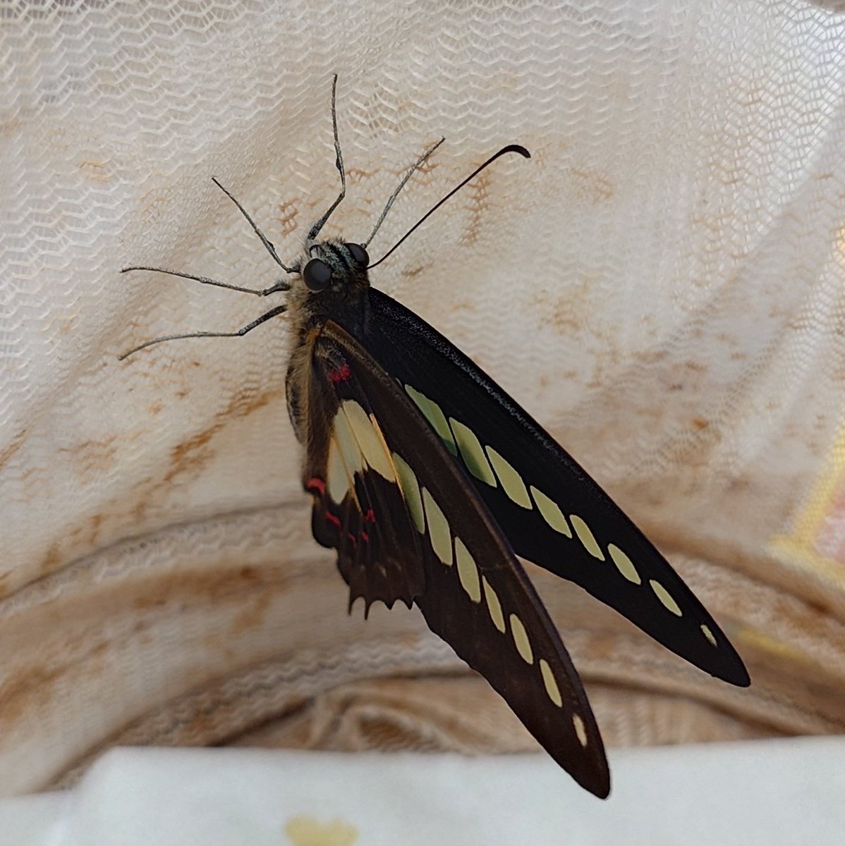 Sima6464's tweet photo. アオスジアゲハが5匹羽化しました。🦋
今年初のアオスジアゲハの羽化になります。
卵を拾って来たのが、5月前半だったと思うので、もう1ヶ月半くらいたったということですね。時間が経つのは早いですね。
改めて見るとナミアゲハとは違う方向で綺麗ですね���️
#ナミアゲハ
#アオスジアゲハ
#蝶 https://t.co/xpfDkpqIWs