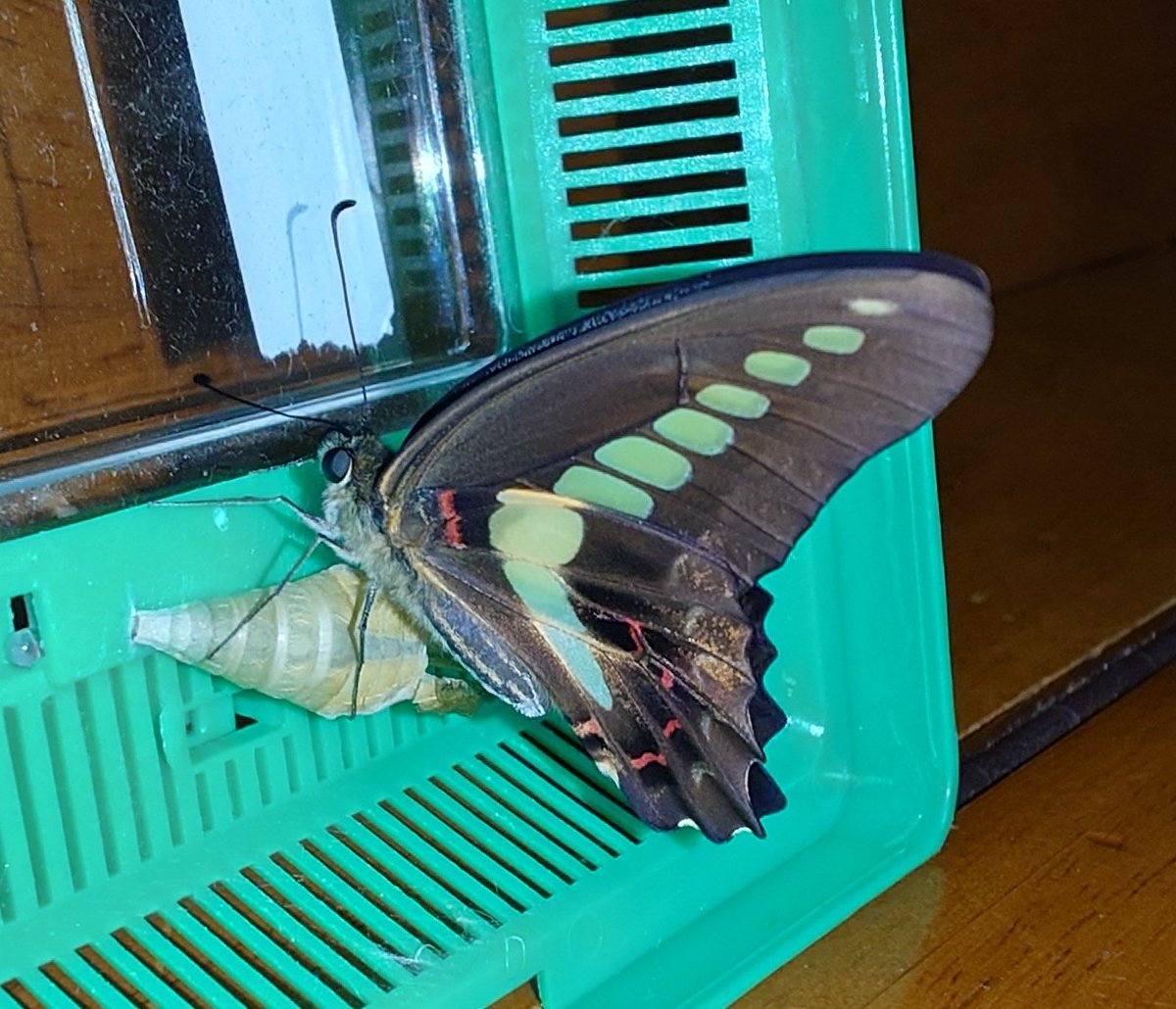 Sima6464's tweet photo. アオスジアゲハが5匹羽化しました。🦋
今年初のアオスジアゲハの羽化になります。
卵を拾って来たのが、5月前半だったと思うので、もう1ヶ月半くらいたったということですね。時間が経つのは早いですね。
改めて見るとナミアゲハとは違う方向で綺麗ですね���️
#ナミアゲハ
#アオスジアゲハ
#蝶 https://t.co/xpfDkpqIWs