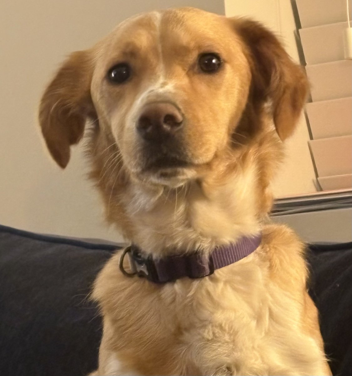 millypod1's tweet photo. 🆘17 JUNE 2026 #Lost Honey #ScanMe
YOUNG Cross Breed Female
Hollywood Pharmacy #Hollywood #B47 5PA #Birmingham #WestMidlands
https://t.co/gEmB1VBuXh https://t.co/ugcfqYTjF6