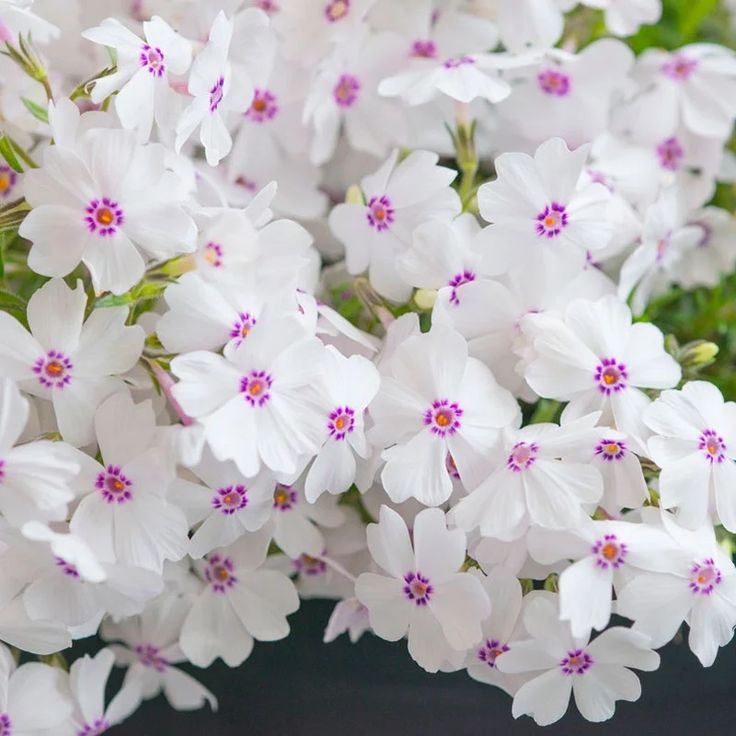 FlowersLife54's tweet photo. Lovely flowers 🌸🌸 https://t.co/t791WWkNK8