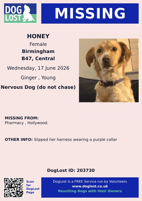 millypod1's tweet photo. 🆘17 JUNE 2026 #Lost Honey #ScanMe
YOUNG Cross Breed Female
Hollywood Pharmacy #Hollywood #B47 5PA #Birmingham #WestMidlands
https://t.co/gEmB1VBuXh https://t.co/ugcfqYTjF6