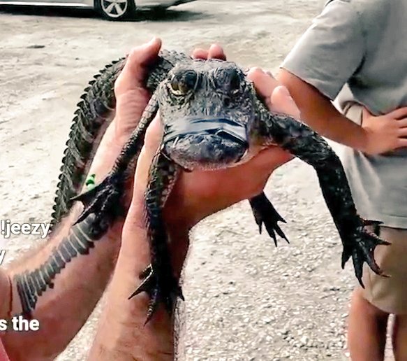 FrizzleDrap's tweet photo. I'm streaming live from the Everglades/Gulf Coast today at 2:15 PM EST ๐
WATCH: https://t.co/THrGVGr7eA
#streamstars #fishtanklive #florida https://t.co/i1DdCcbK6A
