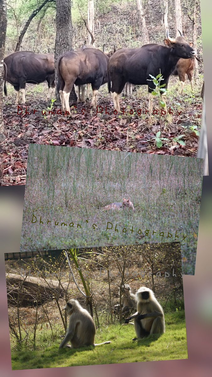 dhruman39's tweet photo. Beyond the magnifiscent #Tigers, the #magic of #Bandhavgarh lies in rich #variety of #wildlife including #Barasingha,
Indian #Gaur, #Sambar, spotted deer (#Chital), barking #deer, wild #boar & #wilddogs!
Rich #Diversity in beautiful #landscapes!👌😘
#DhrumanNimbalephotography https://t.co/zqlnsHckcX