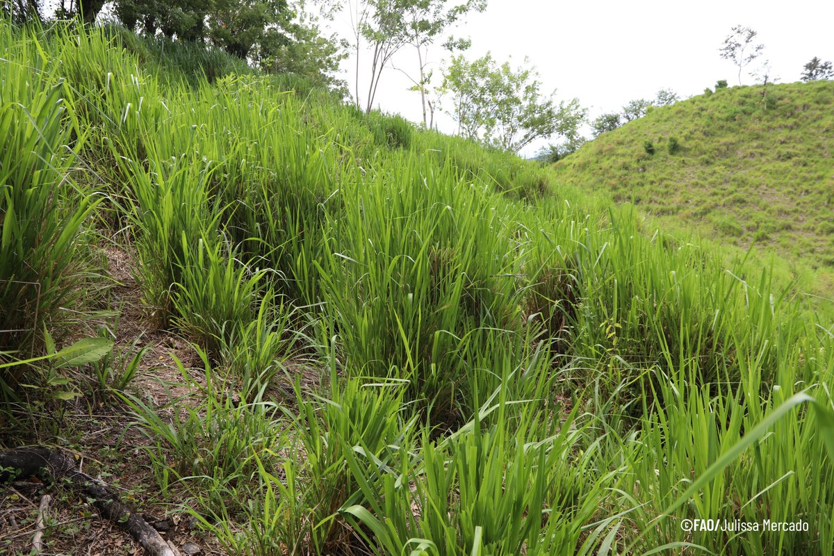 FAOHonduras's tweet photo. ¿Cómo lo estamos haciendo?

Con #RECOVER  lograremos la conservación y conectividad de:

🌳 295,398 ha de áreas protegidas bajo mejor manejo 
🌱 30,000 ha de tierras degradadas restauradas 
🚜 31,432 ha de paisajes productivos con prácticas sostenibles
#UNited4Land https://t.co/VA2foZjno0