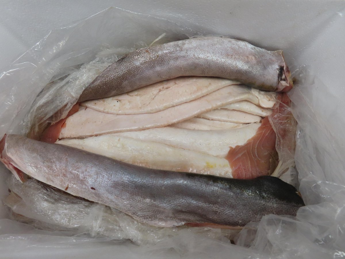 ernesto_mendez's tweet photo. Las vejigas natatorias de #Totoaba, valuadas en el mercado negro en 3.04 millones de dólares americanos, fueron enviadas en ocho cajas revueltas con filetes congelados de pescados comerciales, en un vuelo que iba de #Guadalajara, #Jalisco a #Hanói, #Vietnam https://t.co/iQhKnSTIRM