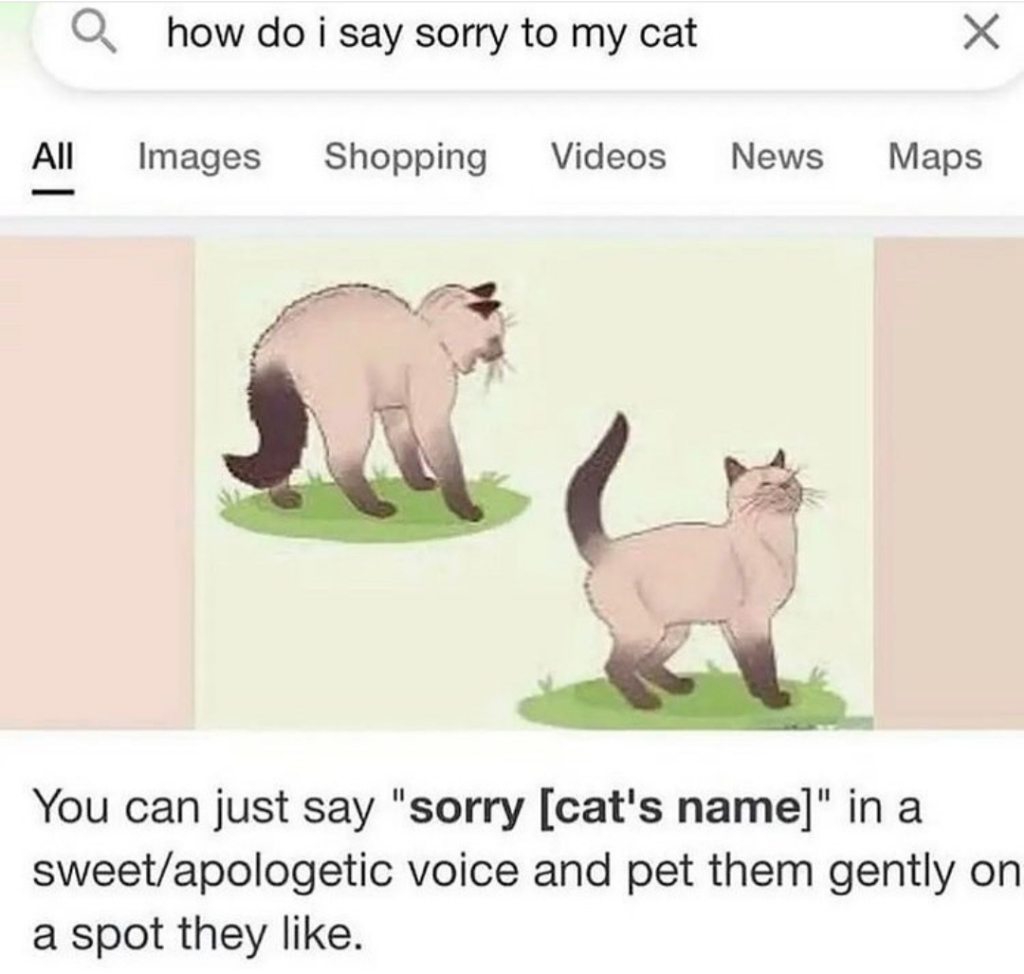 Punch Cat tweet media
