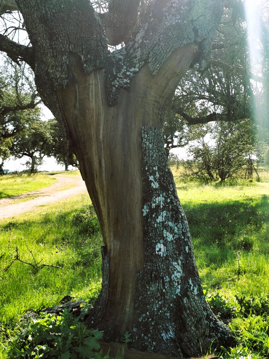 KatySnchez's tweet photo. Alcornoque (Quercus suber). El tronco presenta una zona lisa y marrón, lo cual indica que ha sido descorchado recientemente para extraer su corteza. #alcornoque #arbol #hacerfotos #corteza https://t.co/AgvC1xHja1