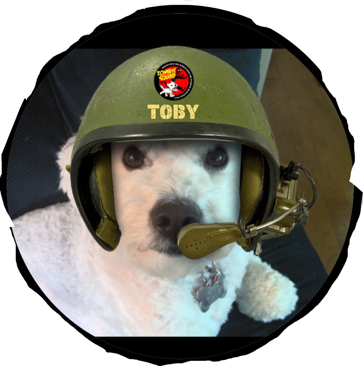 Toby_The_Bichon's tweet photo. look at me! https://t.co/LU8YSOnZjM