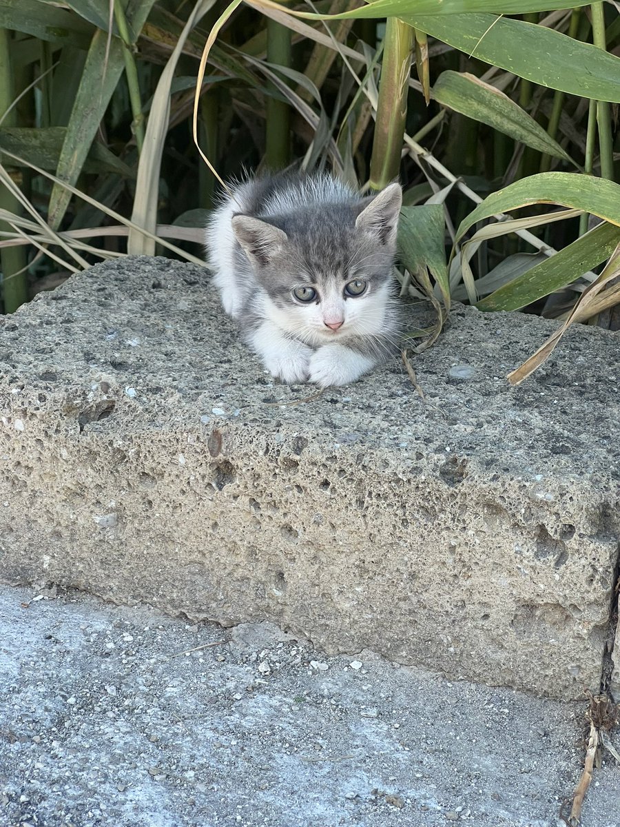 nana 🐈⬛ tweet media