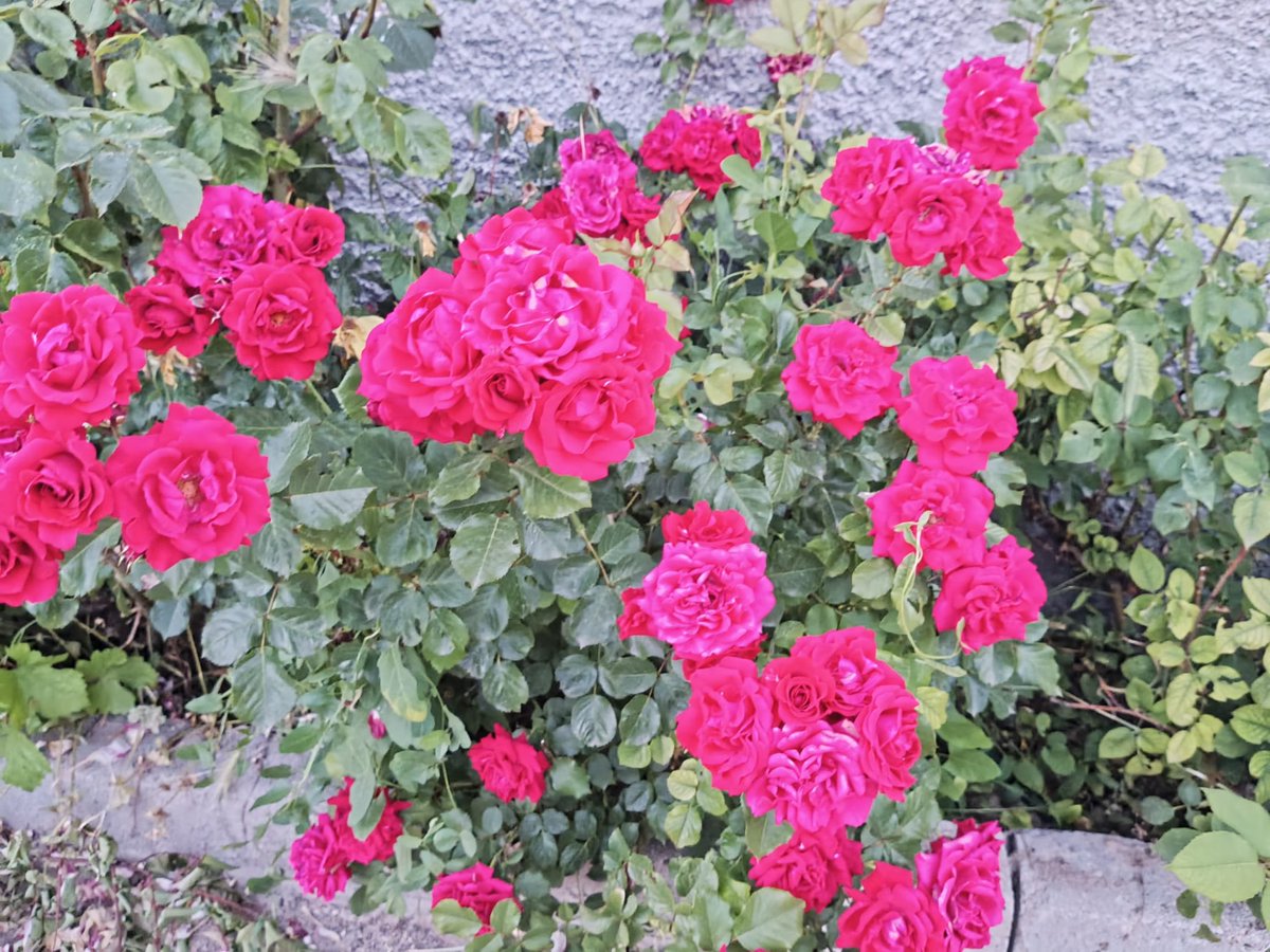 Akadirserim's tweet photo. Ablam sağolsun 🙋
#lavanta #doga #dönüş #ciftci #denge #naturel https://t.co/m6w92GibNj