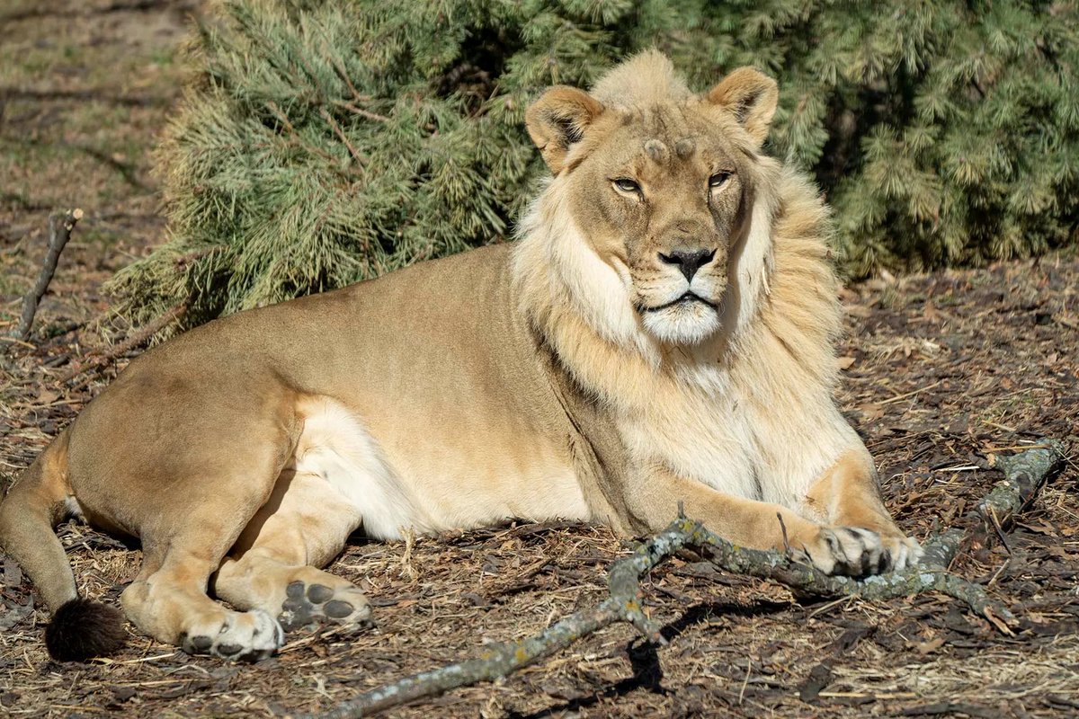 Salterisks's tweet photo. @data_overloaded Zuri (A Lionness) btw https://t.co/daOf0kZFM5