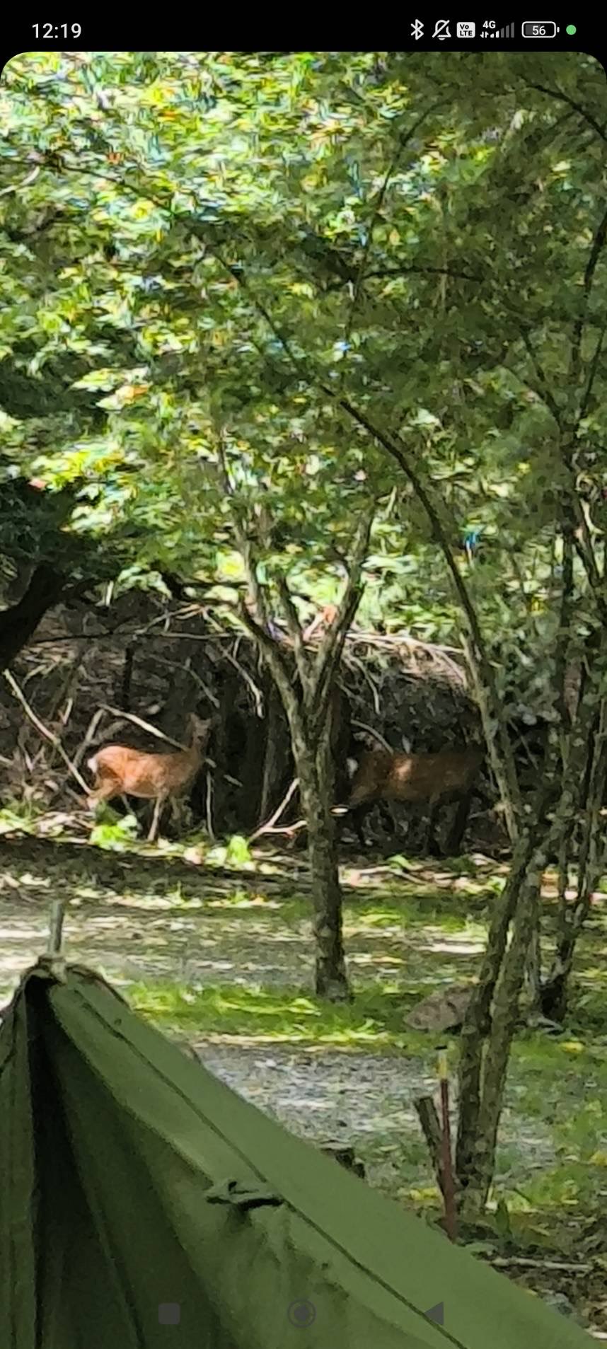 2 pic. さやかちゃんとキャンプに行って来たよ🏕️樹海に癒されました。苔がたくさん生えていてジブリっぽいところにテント張ったよ。 ほぼ貸切で森を堪能出来ました。 私は軍幕風テントを張ったよ。 https://t.co/JNRnv6sETJ