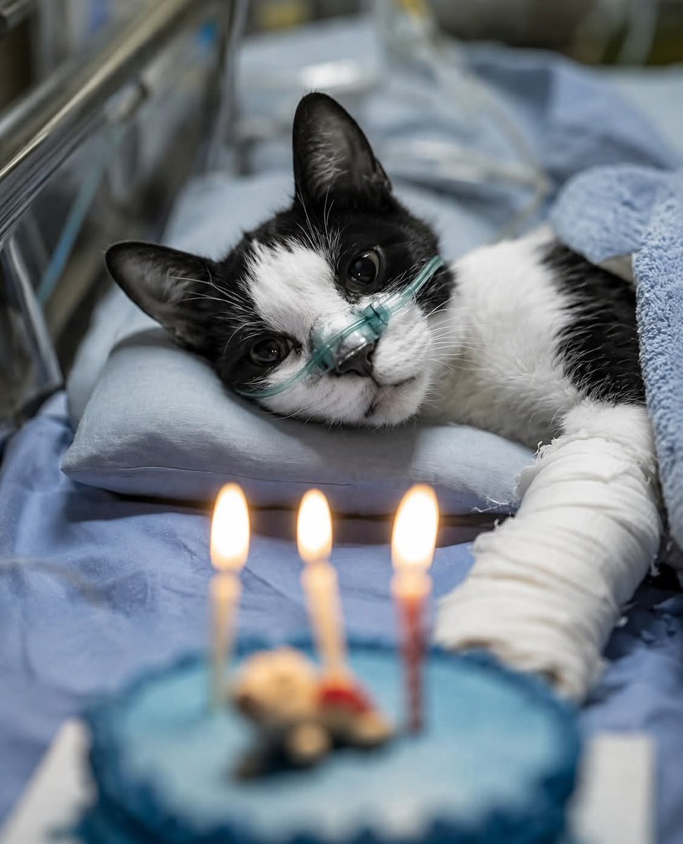 Lillybelli's tweet photo. 🎂 No Birthday Party, Just a Prayer to Feel Better ,,, https://t.co/lqCFRbICpN