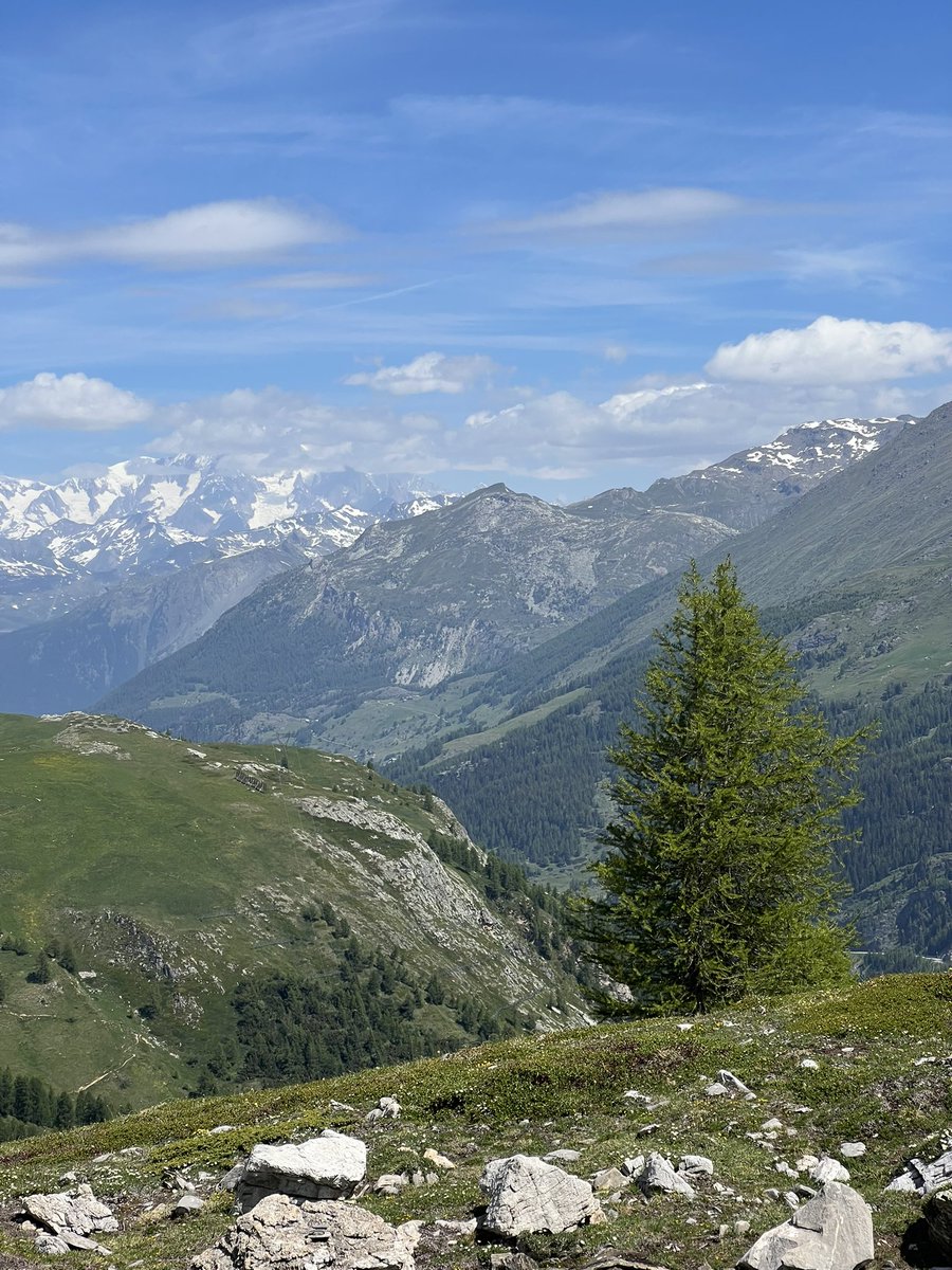 ch323's tweet photo. Tree of the Day - pas de la Tovière #valdisere #tignes 🇫🇷 https://t.co/QTNGZBZqL6