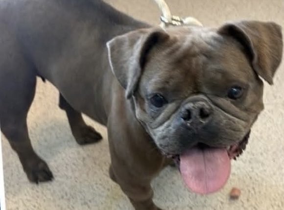 MyBoxerLuvMac1's tweet photo. Wonderful News!
Whimsy has been reserved by a New Hope Partner 🥳🎉

Please wait for freedom pics and info from @TAPNYACC to honor your pledges https://t.co/glPqnKY270