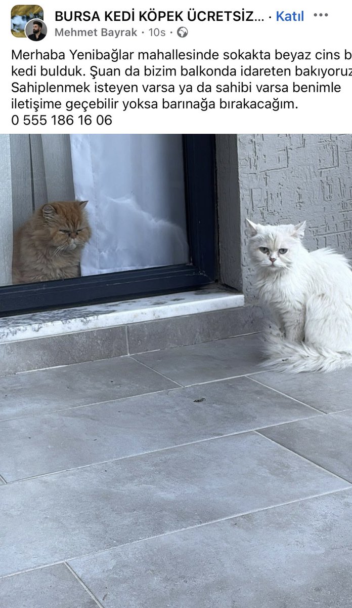 Aslankralcat's tweet photo. Bursa yenibağlar. Cins kedi yuva bulamazsa barınaga verecekmiş https://t.co/1pXrYyhSVx
