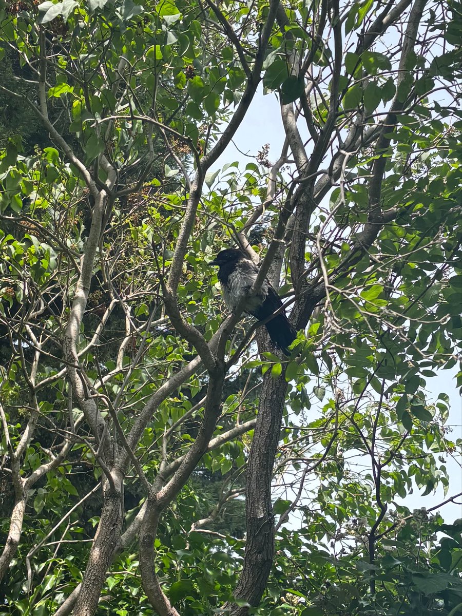 juliet_turner6's tweet photo. Ajax is maturing beautifully and is becoming stronger and bolder each day!

Recently he likes to spend more time up in the trees, hopping around the branches and catching flies. 🌿

He is also becoming a strong flyer, fuelled mostly by cat biscuits and woodlice though he has also started experimenting with fruit and especially seems to like grapes and strawberries.