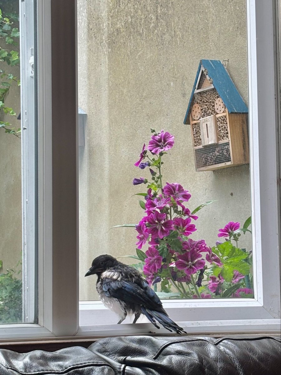 juliet_turner6's tweet photo. Ajax is maturing beautifully and is becoming stronger and bolder each day!

Recently he likes to spend more time up in the trees, hopping around the branches and catching flies. 🌿

He is also becoming a strong flyer, fuelled mostly by cat biscuits and woodlice though he has also started experimenting with fruit and especially seems to like grapes and strawberries.