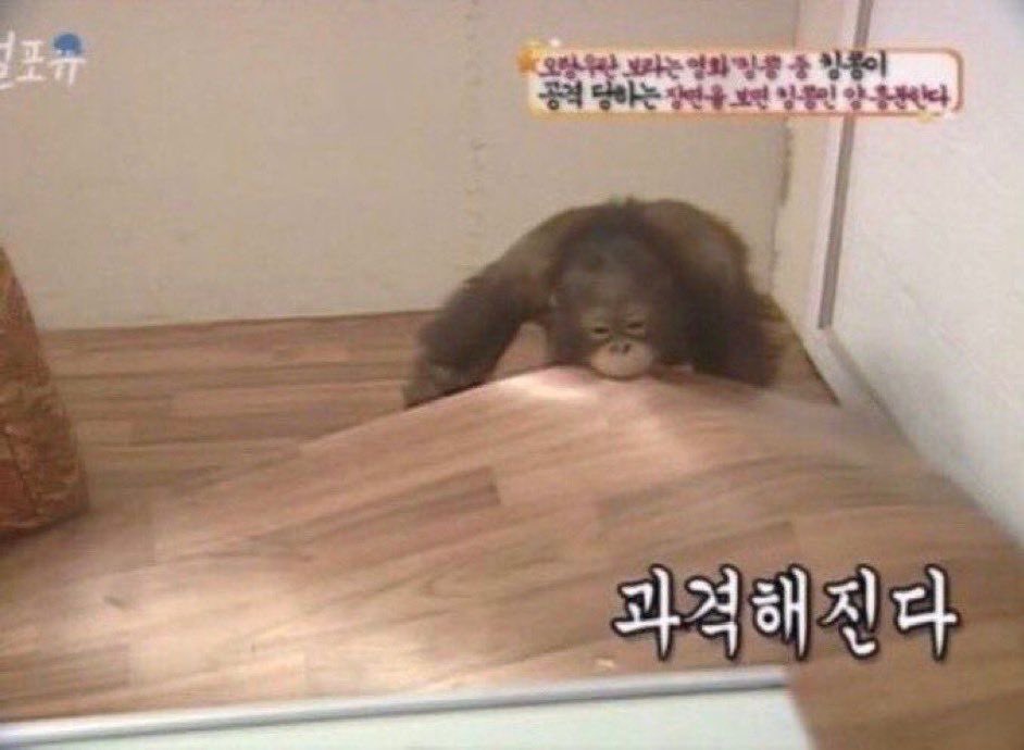 confession86's tweet photo. 아니진짜 골동품 어떡할거냐고 더스트 딱히 수집에 취미 잇어보이지도 않고(애초에 목적과 용도가 확실한 로봇임) 룡사장 대체 어떤 사람이엇길래 그런 로봇한테 골동품 같은걸 모으고 전시해두게 만든거냐고 https://t.co/xheFH9s59c
