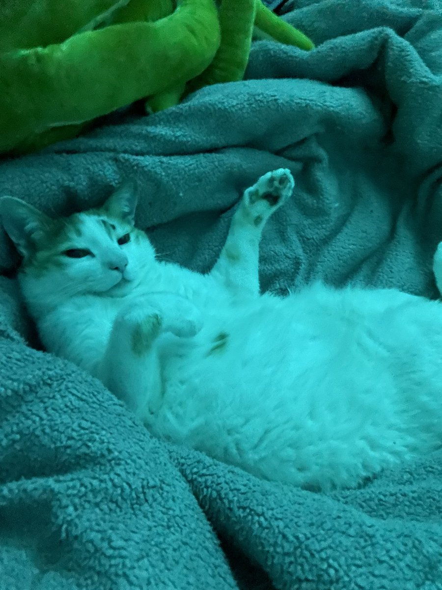 f4epawzz's tweet photo. This stupid cat reaches her paw out to touch me and then gets upset when I touch her paw https://t.co/CBY7nb1TI5