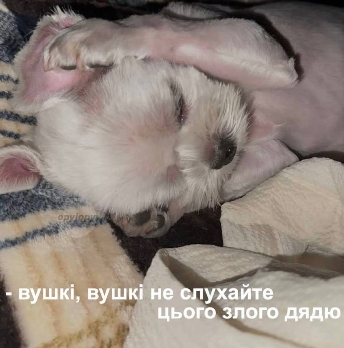 Невесела Бульба tweet media