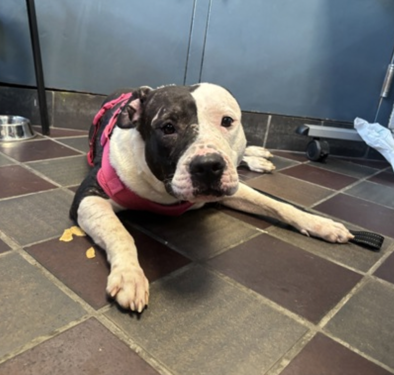 BeeDoDoobieDo's tweet photo. Zena
🎯instant target at NYCACC
😪her owner died & she is brought to the scariest place she has heard or seen. 💔Imagine her fear.
😌she is a bit "fluffy" but bathed/trimmed nails=Loved
🫣Zena retreats to the back of her kennel. No shite.
Straight to be killed if #NoOneComes
https://t.co/2zjQcLpnVa
pledge today~Foster or Adopt!