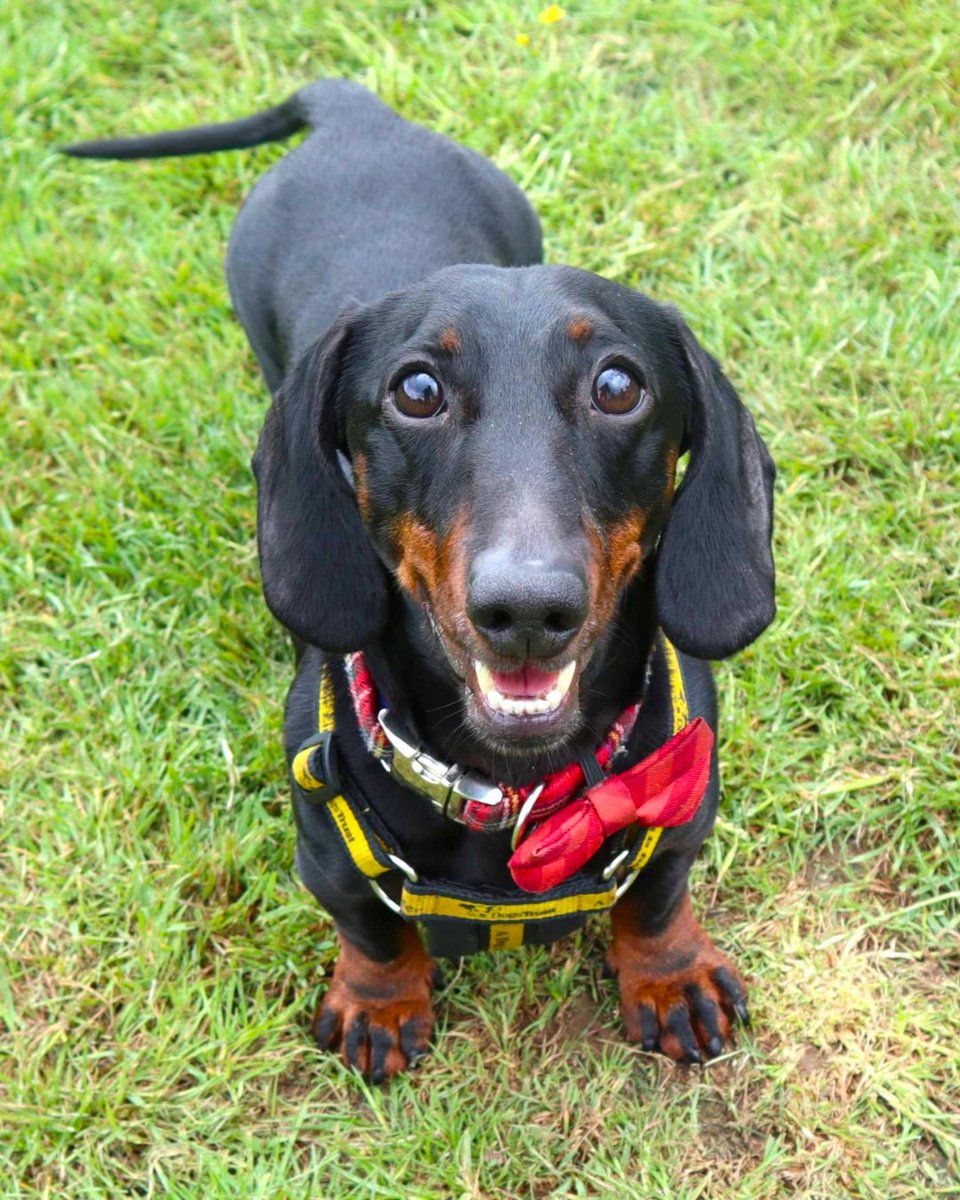 DT_WestLondon's tweet photo. Meet our silly little sausage, Frankie 😍👋

Frankie is a 5-year-old Miniature Smooth Haired Dachshund who has been dreaming of finding his forever family for nearly 5 months and is ready to add lots of laughter to his adopter's home! https://t.co/NDHiIicA62
