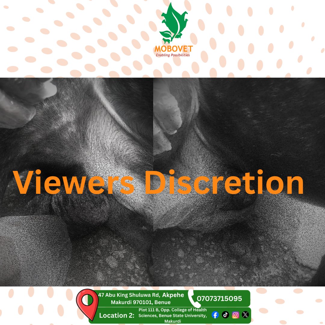 mobovet's tweet photo. ⚠️ Viewer Discretion Advised

Swollen testicles in dogs can be a sign of orchitis—a painful condition that requires veterinary attention.

Don't wait and see. Early treatment can prevent serious complications.

📍 Mobovet, Makurdi
📲 Contact us today.

#DogHealth #VeterinaryCare https://t.co/VL99bw7xI1