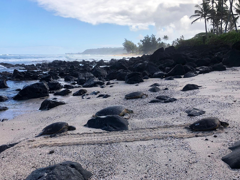 NOAAeducation's tweet photo. This #SeaTurtleWeek, help us track Hawaiian green sea turtles (honu)! Contribute to a valuable source of data for sea turtles in Hawai‘i. #CitizenScienceNOAA: https://t.co/HEU9iACVXf
📸 Credit: @NOAAFisheries/Camryn Allen https://t.co/hkWaDjyjNO