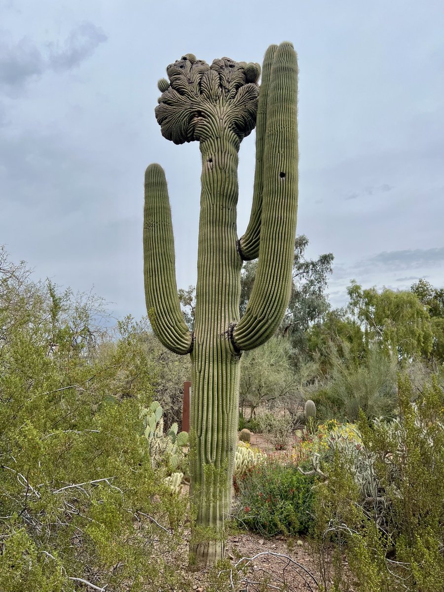 be_a_mongoose's tweet photo. A plant with personality! This saguaro at the Desert Botanical Garden in Phoenix, AZ has a genetic mutation called “fasciation”. Occurs in approximately one out of every 10,000 saguaros. Be sure to stop by @dbgphx and wave back at this fascinating fasciation if you are ever nearby. 🌵
