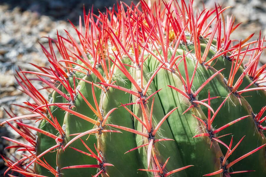 joancarroll's tweet photo. Mexican Lime Barrel Cactus with Vibrant Spines! https://t.co/gvSnEmrsbm #cactus #limebarrel #spines #spikes #spiny #sharp #plant #red #closeup #green #texture #buyart #wallart #artforsale #artstore #travel #travelphotography #wallartforsale #giftideas @joancarroll https://t.co/1sMDWHs613