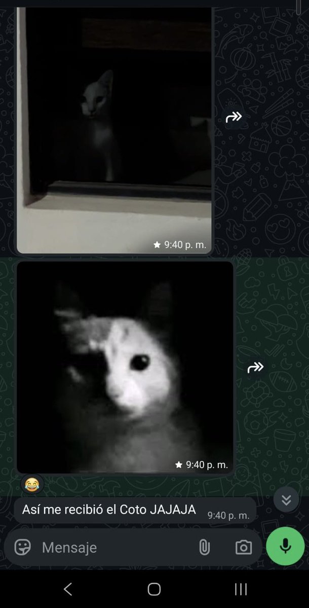 brownieroll's tweet photo. @laristg Ok el gato de mi amigo como llegó hasta este lado del internet? 😂 https://t.co/lCJvcBNLFM