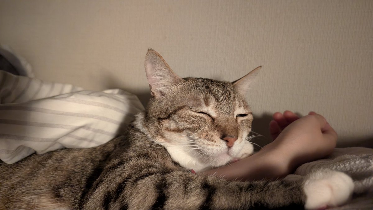 blue_noracat's tweet photo. 薬切れて起きたらこれ https://t.co/voLU5YHf6x
