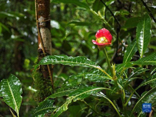 Hizri60622643's tweet photo. Spent the morning hiking through a cloud forest in Costa Rica—every turn revealed a new colorful bird, and the fresh mist on my face was pure magic. Can’t wait to come back! https://t.co/RYzse7s8Z5