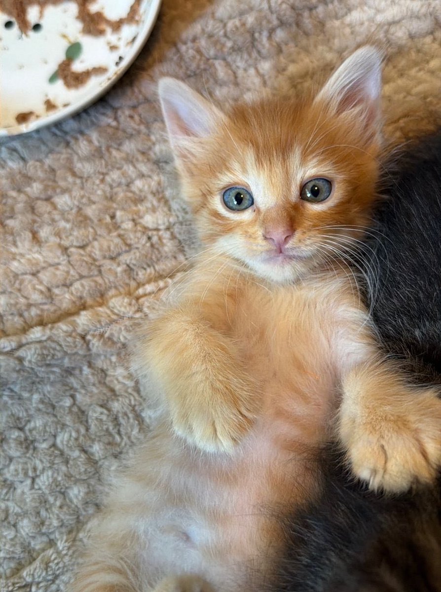 Alina_Gag's tweet photo. Me llamo Eris. Soy un gatito macho de mes y medio. Soy muy precioso y muy juguetón. Me rescataron junto con mis hermanos y mi mamá. Ahora estamos en un hogar temporal en el que nos consienten y nos dan comida deliciosa para que recuperemos peso porque estábamos un poco flacos 🫢 https://t.co/OSVMsdX87M
