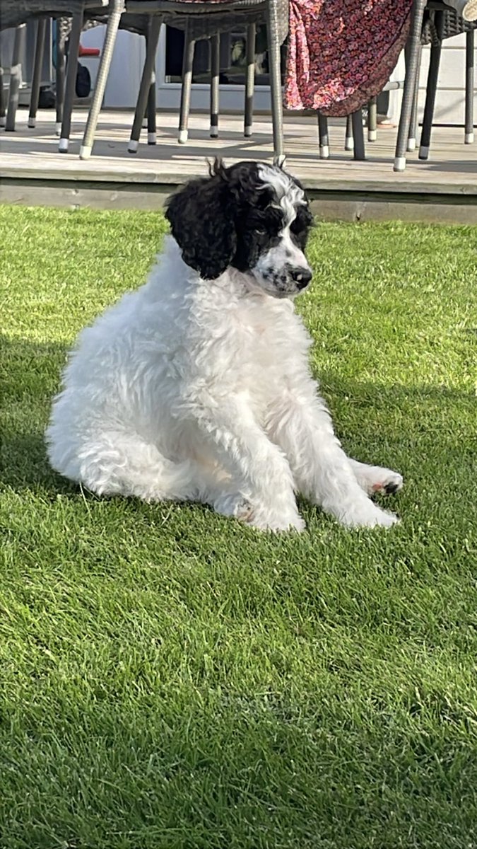 EveSunsette's tweet photo. //Hi guys I have a puppy as of today!! His name is Basco (not my choice, sounds better in my language) and he's soooo sweet// https://t.co/anHrustvi9