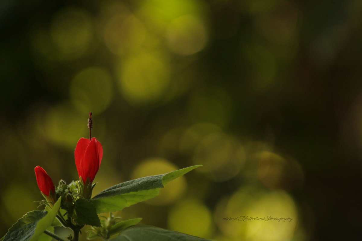 FotoWrangler's tweet photo. “Rejoice as you would, that thorn bushes have roses, rather than lamenting that roses have thorns."
Drop your bokeh here!!!
Have a blessed day my friends…
#flower #flowers #redflower #bokeh #nature #gardens #flowerphotography #NatureBeauty #NatureScenery https://t.co/bJVaaChRTP