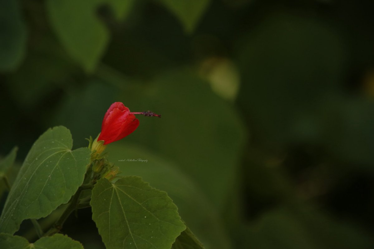 FotoWrangler's tweet photo. “Rejoice as you would, that thorn bushes have roses, rather than lamenting that roses have thorns."
Drop your bokeh here!!!
Have a blessed day my friends…
#flower #flowers #redflower #bokeh #nature #gardens #flowerphotography #NatureBeauty #NatureScenery https://t.co/bJVaaChRTP