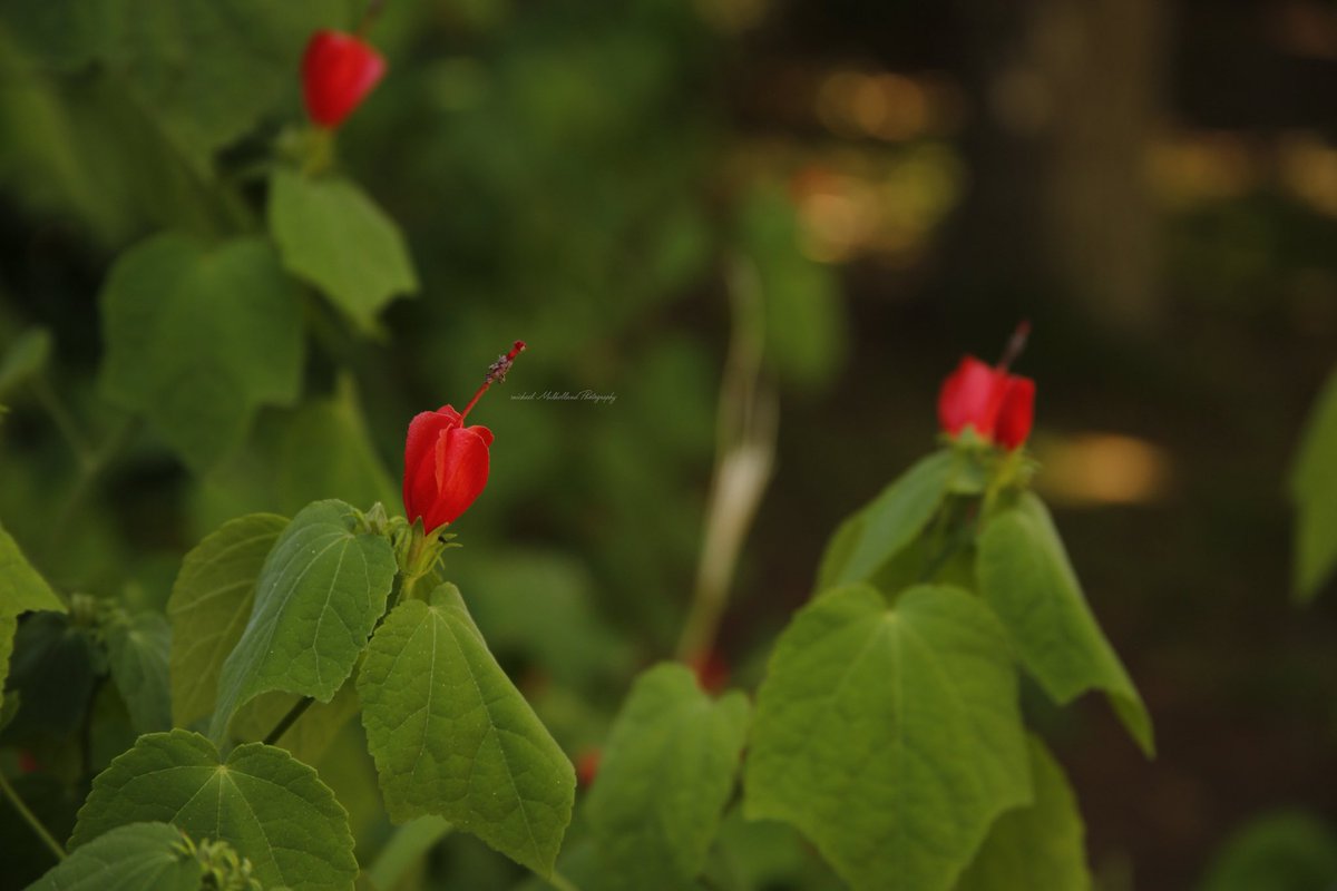 FotoWrangler's tweet photo. “Rejoice as you would, that thorn bushes have roses, rather than lamenting that roses have thorns."
Drop your bokeh here!!!
Have a blessed day my friends…
#flower #flowers #redflower #bokeh #nature #gardens #flowerphotography #NatureBeauty #NatureScenery https://t.co/bJVaaChRTP